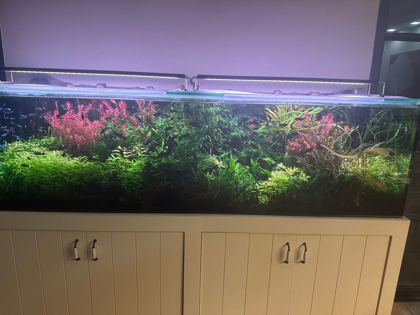 Customer photo review of Chihiros WRGB II Pro LED Light