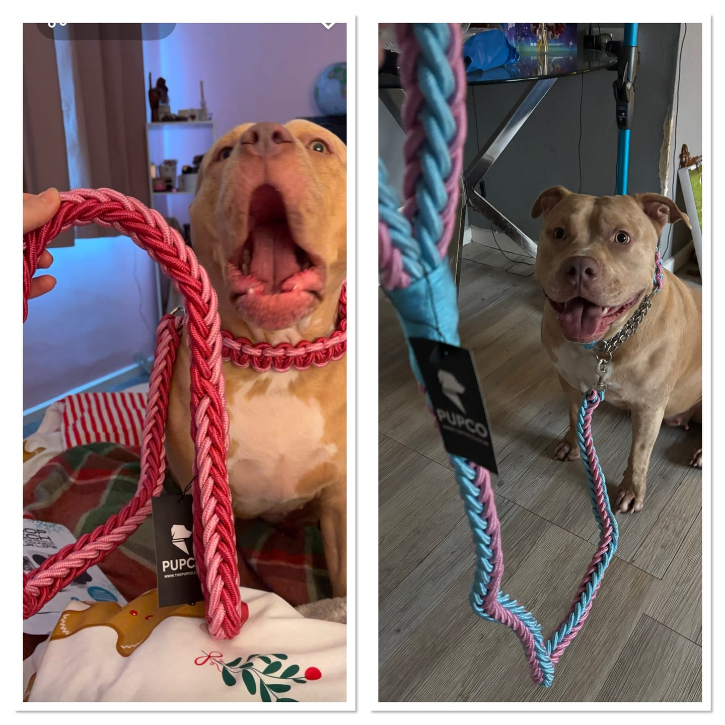 Customer photo review of Paracord Rope Lead Set - Two tone colour