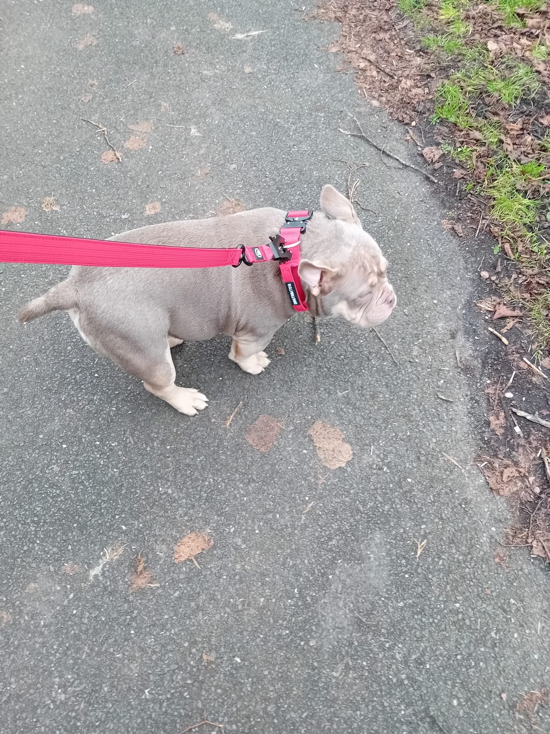 Customer photo review of 4cm Combat® Collar | Handle & Rated Clip - Red