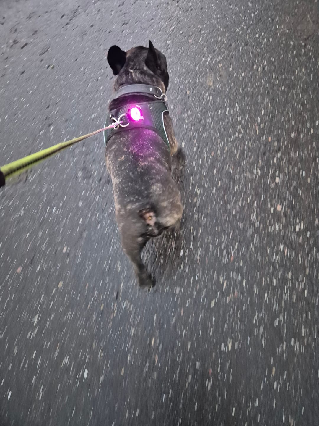 Customer photo review of Safety Light - 4-i-1 Lygte Til Hund
