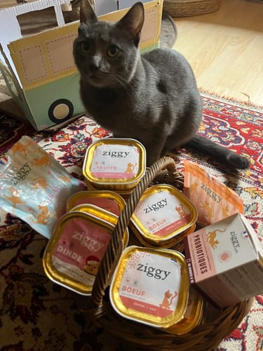 Avis d'un client : un chat gris pose à côté d'un panier rempli de Pâtée Chaton Sans Céréales au Bœuf.
