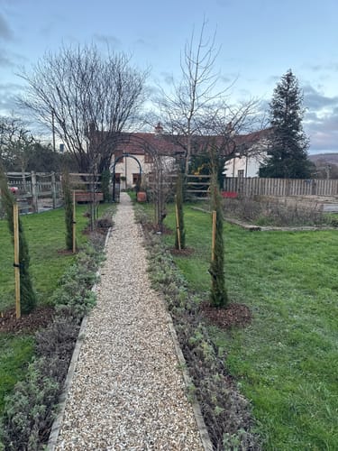 Customer photo review of Cupressus sempervirens (Italian Cypress)