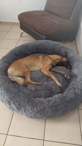 Un cliente muestra a su perro descansando en la cómoda Cama Antiestrés para Perros gris.