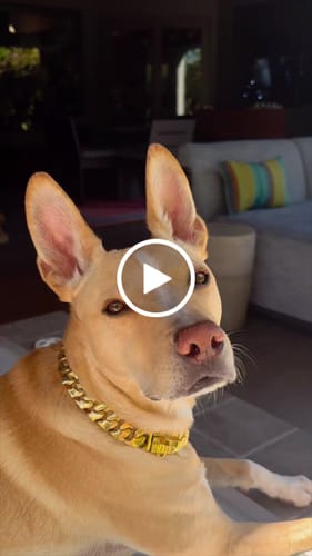 Customer video review of THE PHOENIX 1 Inch Dog Collar - Gold Bone Link Unique Premium