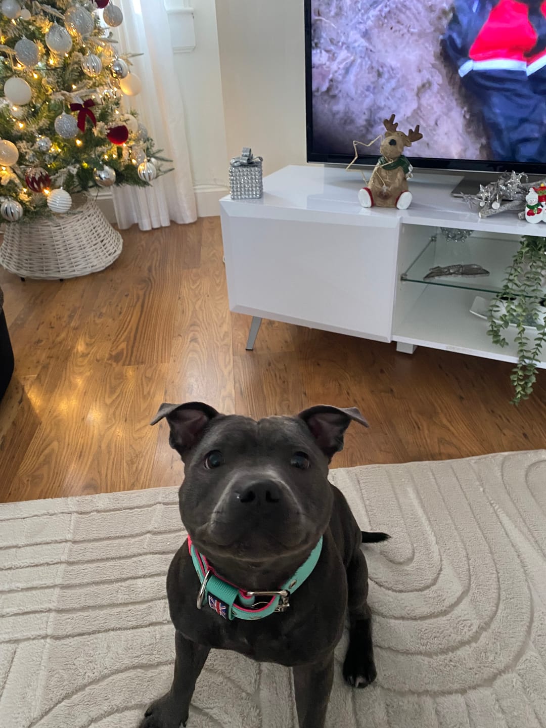 Customer photo review of Staffordshire Bull Terrier 1935® Nylon Leash - Maya & Bonnie - Mint Flamingo - Normal