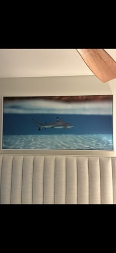 Customer photo review of Shark Cruising - Tahiti
