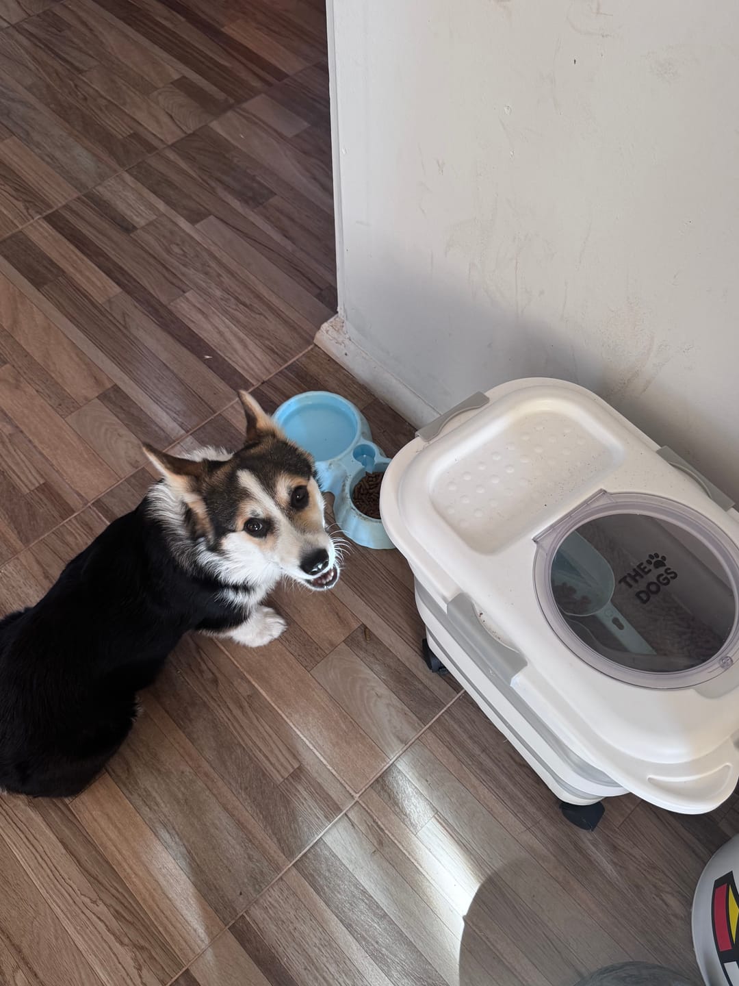 Customer photo review of Contenedor Hermético THE DOGS — Alimento fresco y sin olores