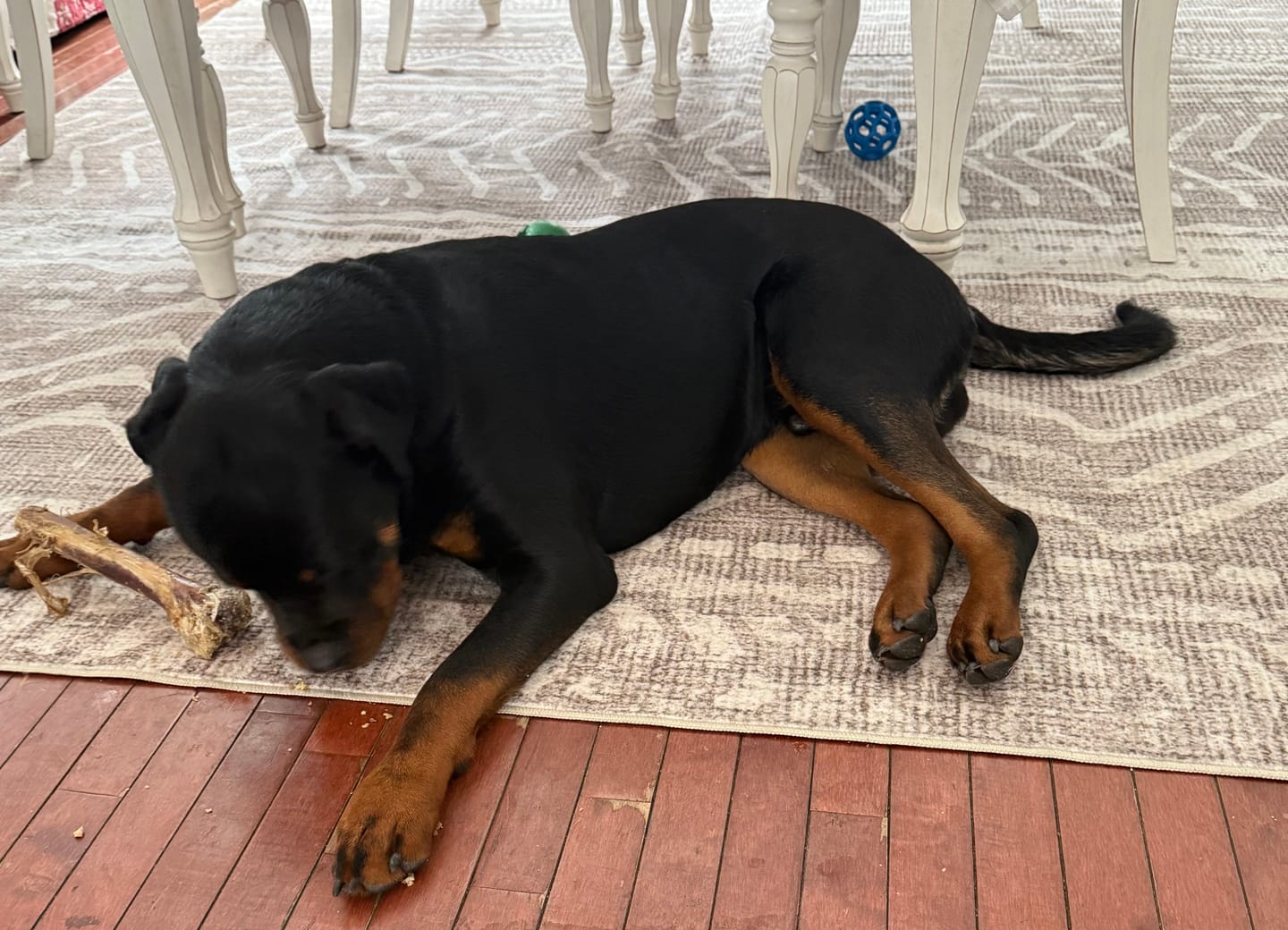 Customer photo review of Large Ostrich Cane (11.5" x 5"): The Ultimate Long-Lasting Chew for Medium, Large & XL Dogs