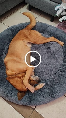 Customer video review of Cama Antiestrés para Perros