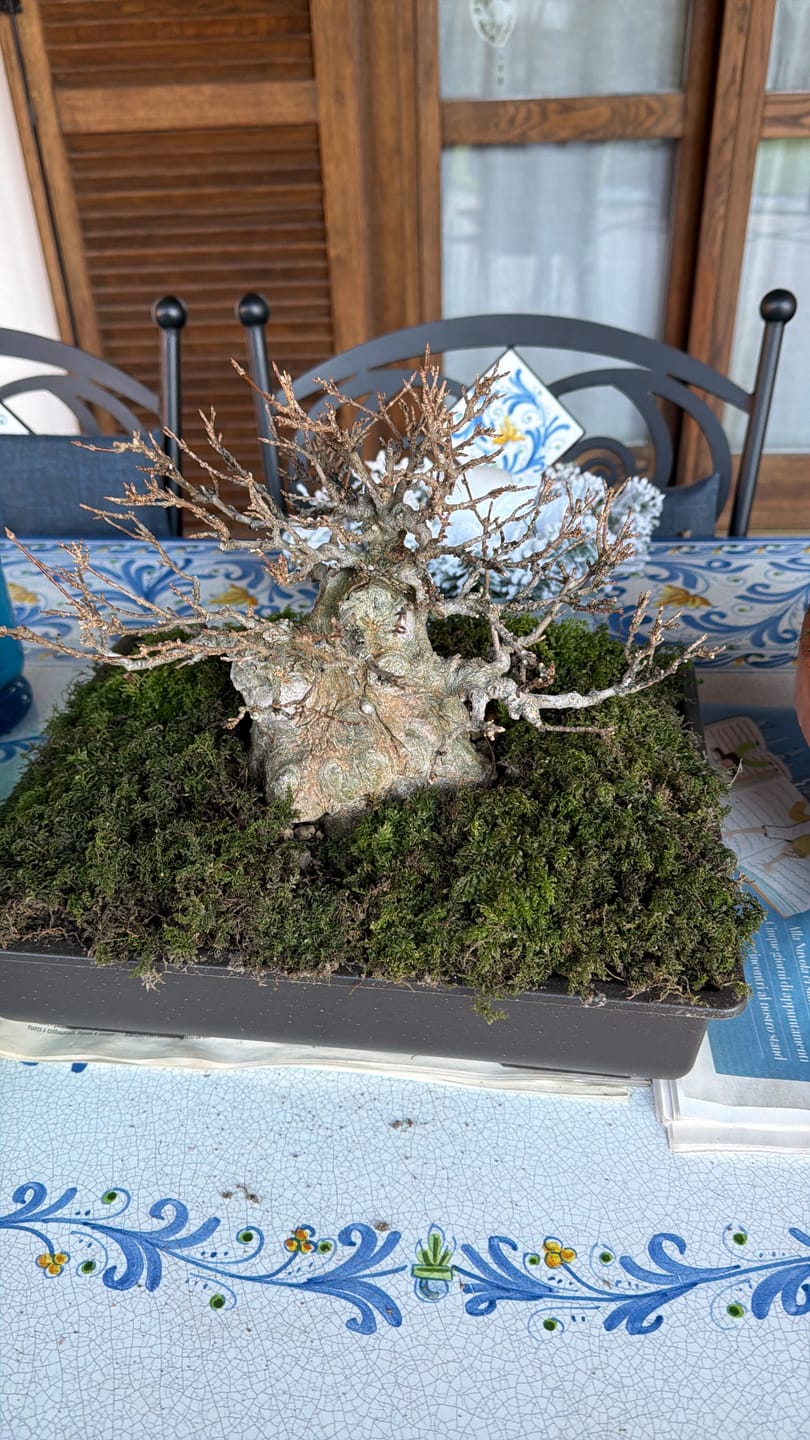 Customer photo review of VASI BONSAI PLASTICA RIGIDA PROFESSIONALI