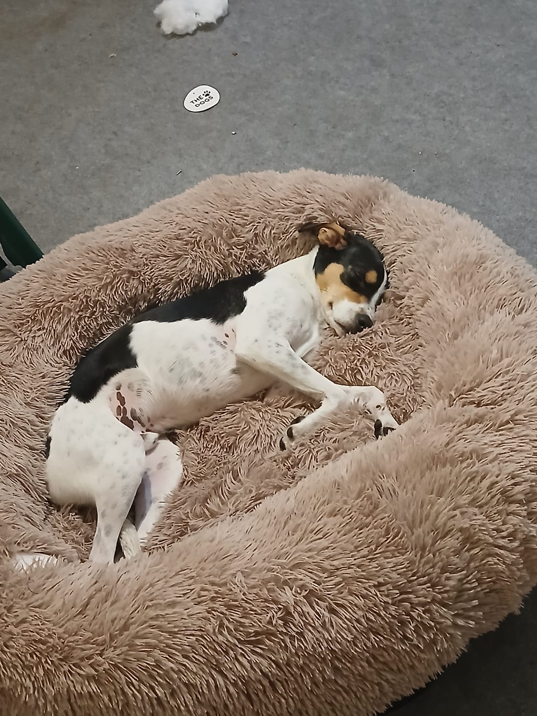 Customer photo review of Cama Anti-Estrés THE DOGS — Menos ansiedad, más descanso