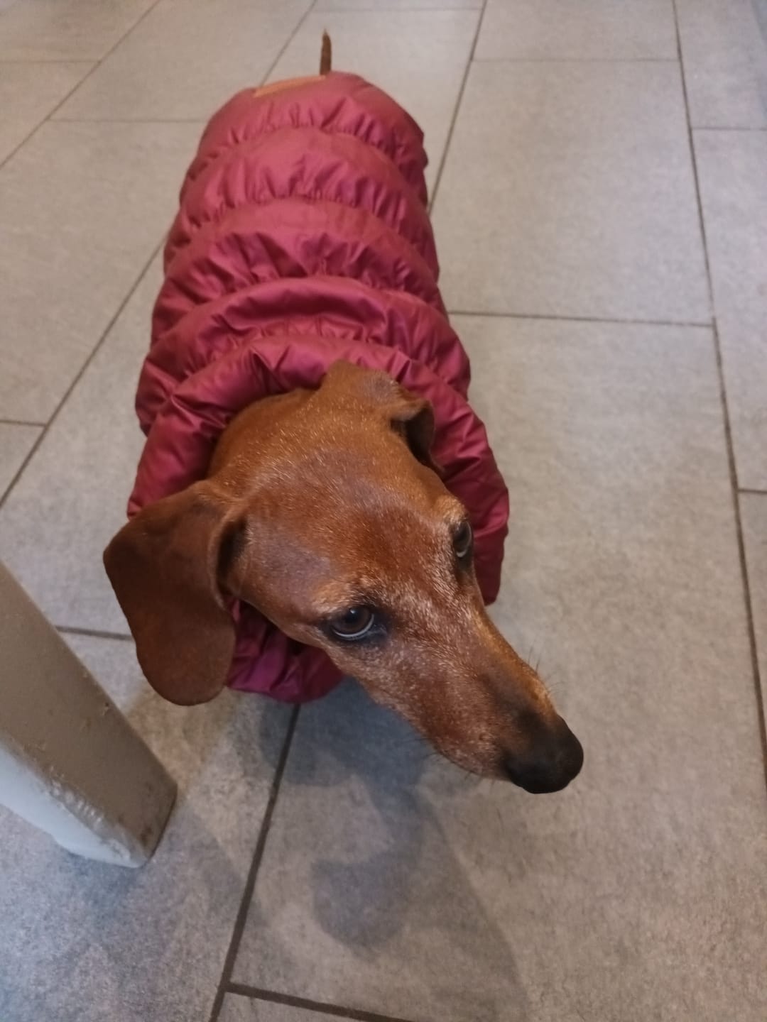 Customer photo review of Sweet Bomber