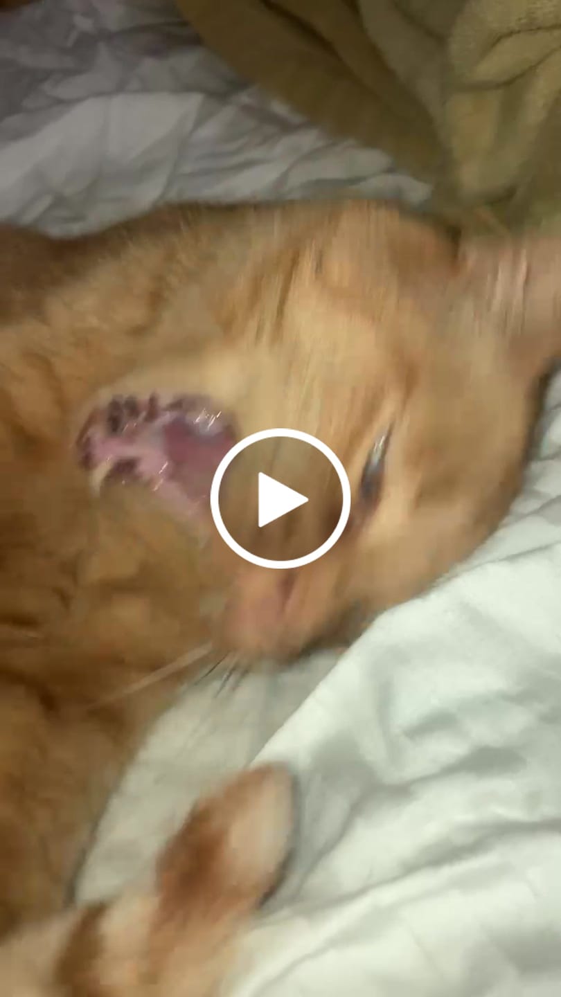 Customer video review of 3x Blisso Advanced Cat Probiotic