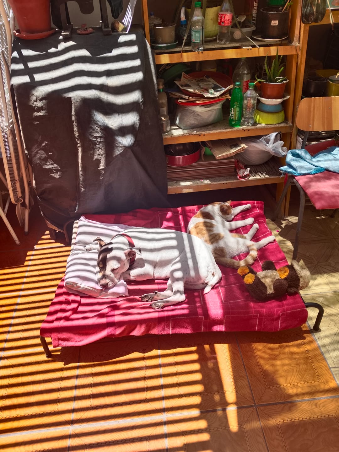 Customer photo review of Cama Elevada THE DOGS: Frescura y Ventilación