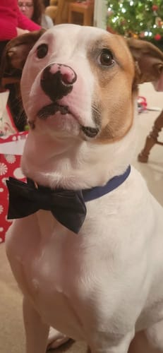 Customer photo review of Blue & Green Tartan Bow Tie Dog Collar