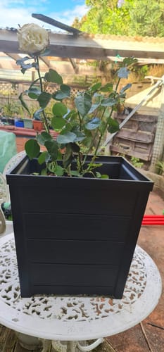 Customer photo review of Taper Square Planter 40cm