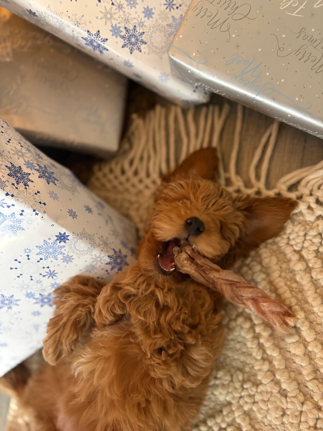 Customer photo review of 6 Inch Standard Braided Bully Stick