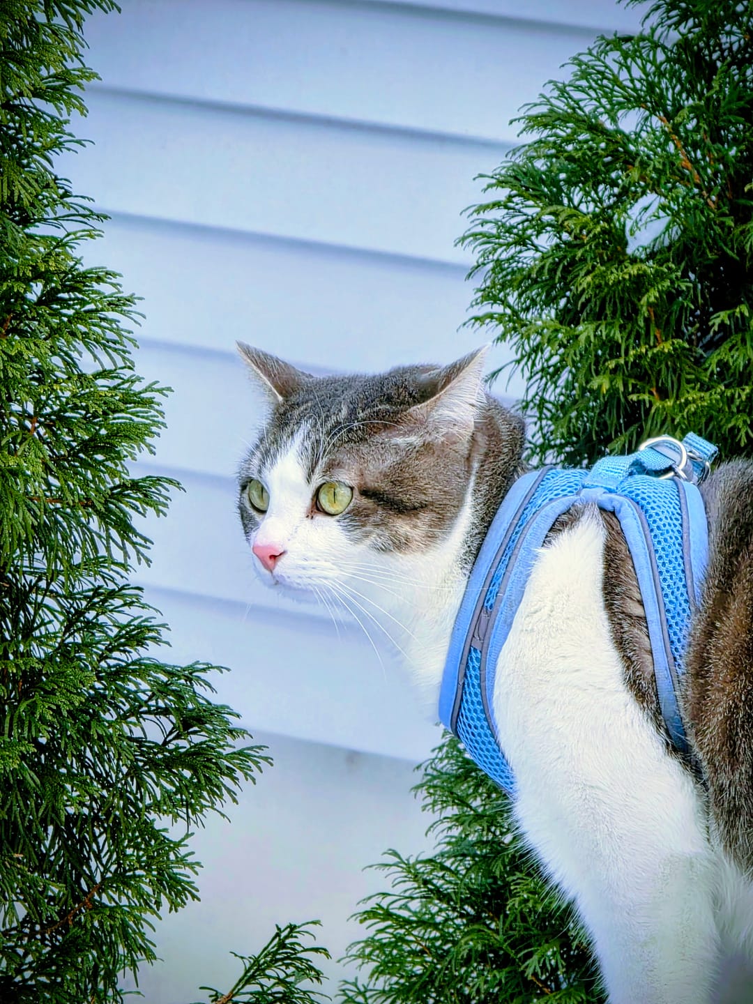 Customer photo review of Explorer Harness | Less boredom. More discovery. A better life for your indoor cat.