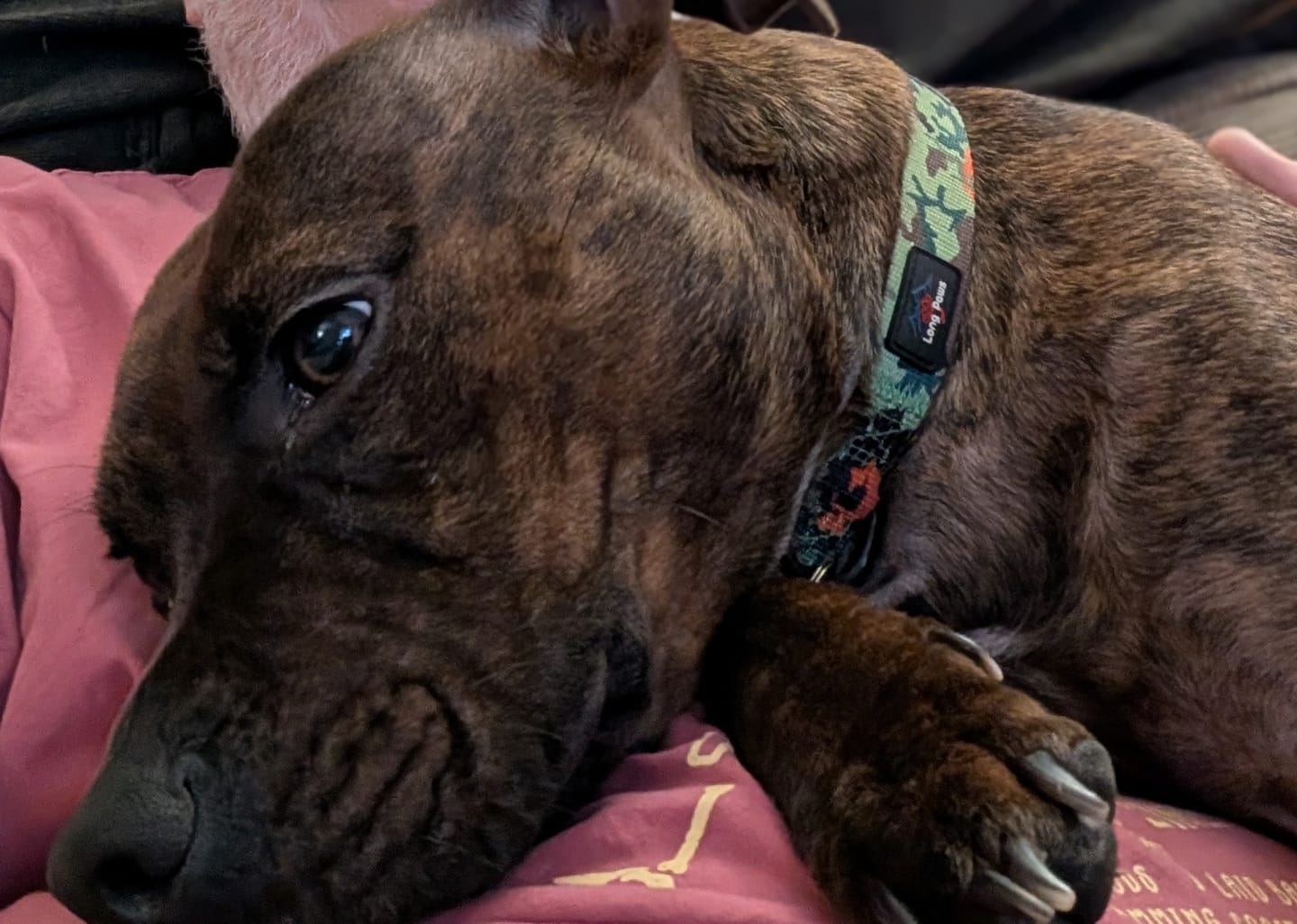 Customer photo review of Earth Friendly - Trig Point Collar