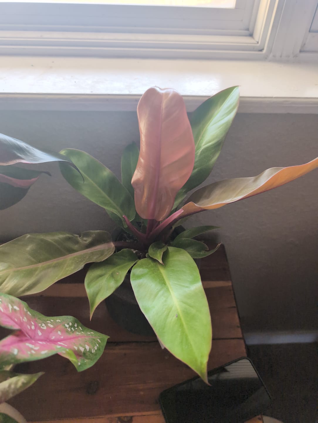 Customer photo review of Philodendron 'Prince of Orange'