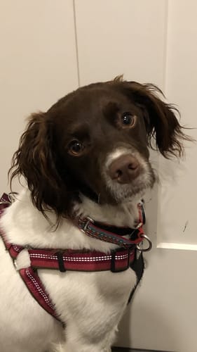 Customer photo review of DE-01 Dental Dogbiotic