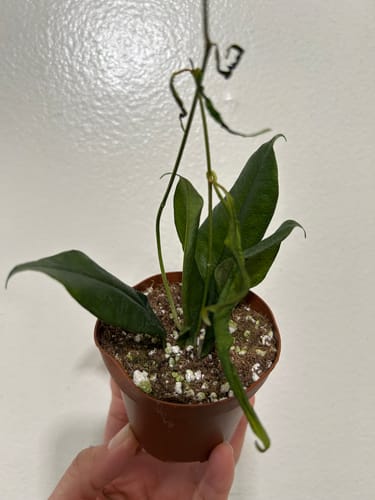 Customer showing a small plant that arrived shriveled from the cold, a situation covered by the Winter Protection Insurance.