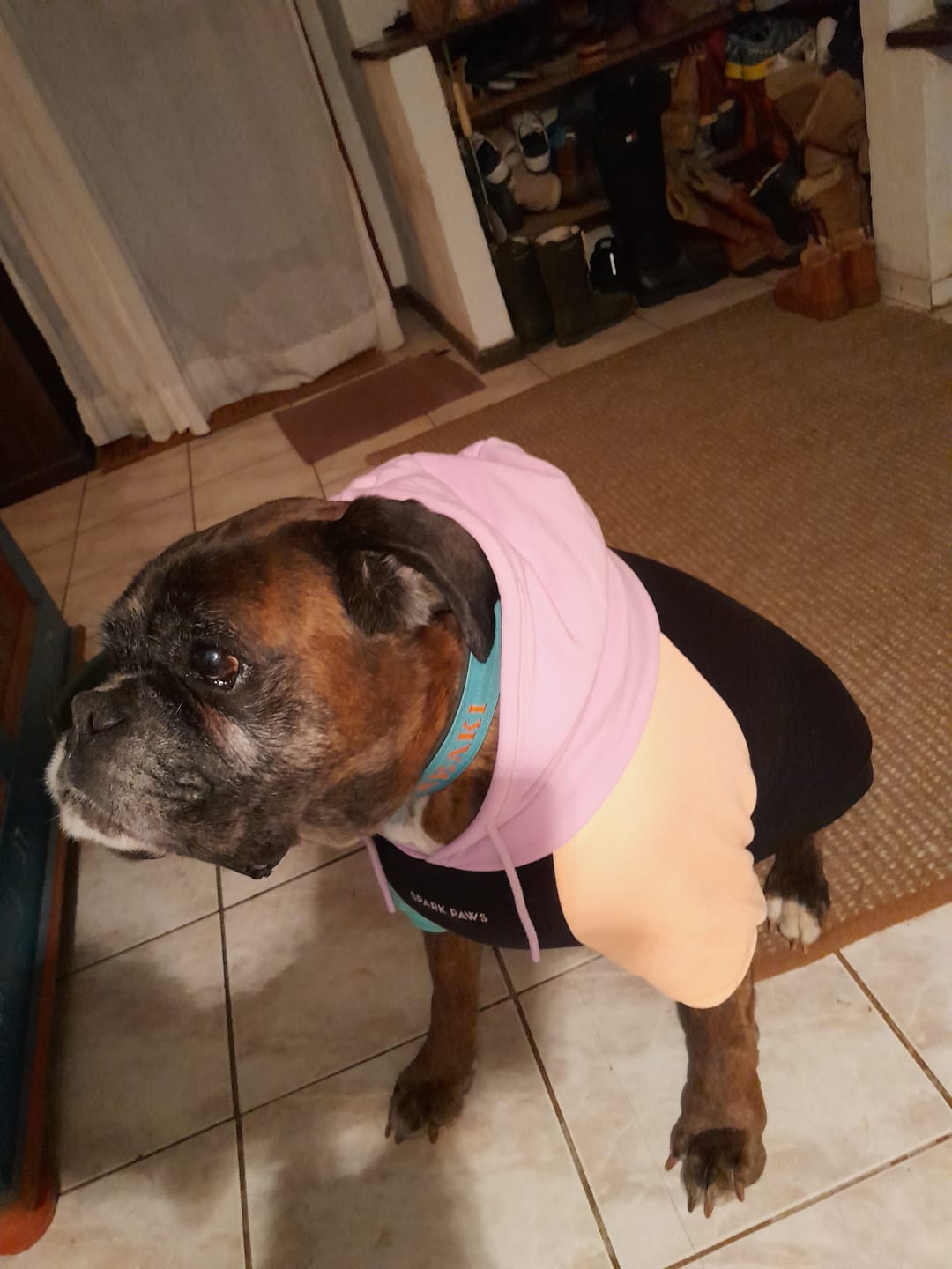 Customer photo review of Shark Monster Dog Hoodie - Green Camo