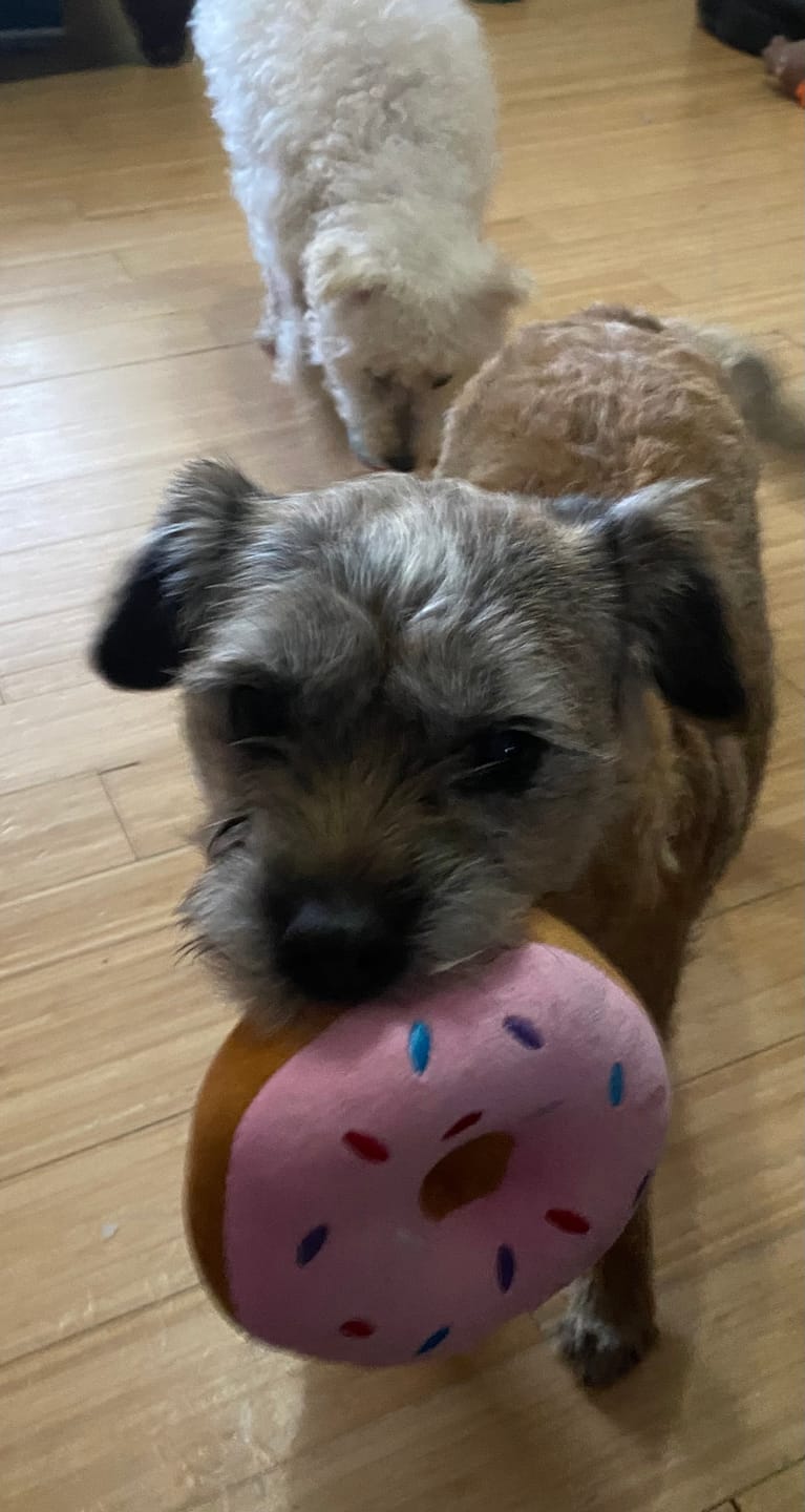 Customer photo review of Total Urinary Care Treats for Dogs