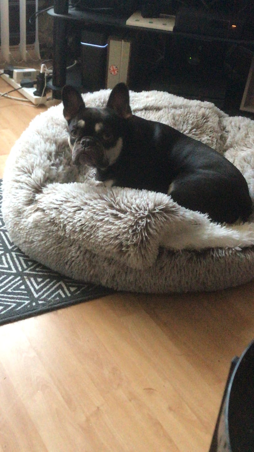 Customer photo review of Burrow Buddy™ - Pet Bed