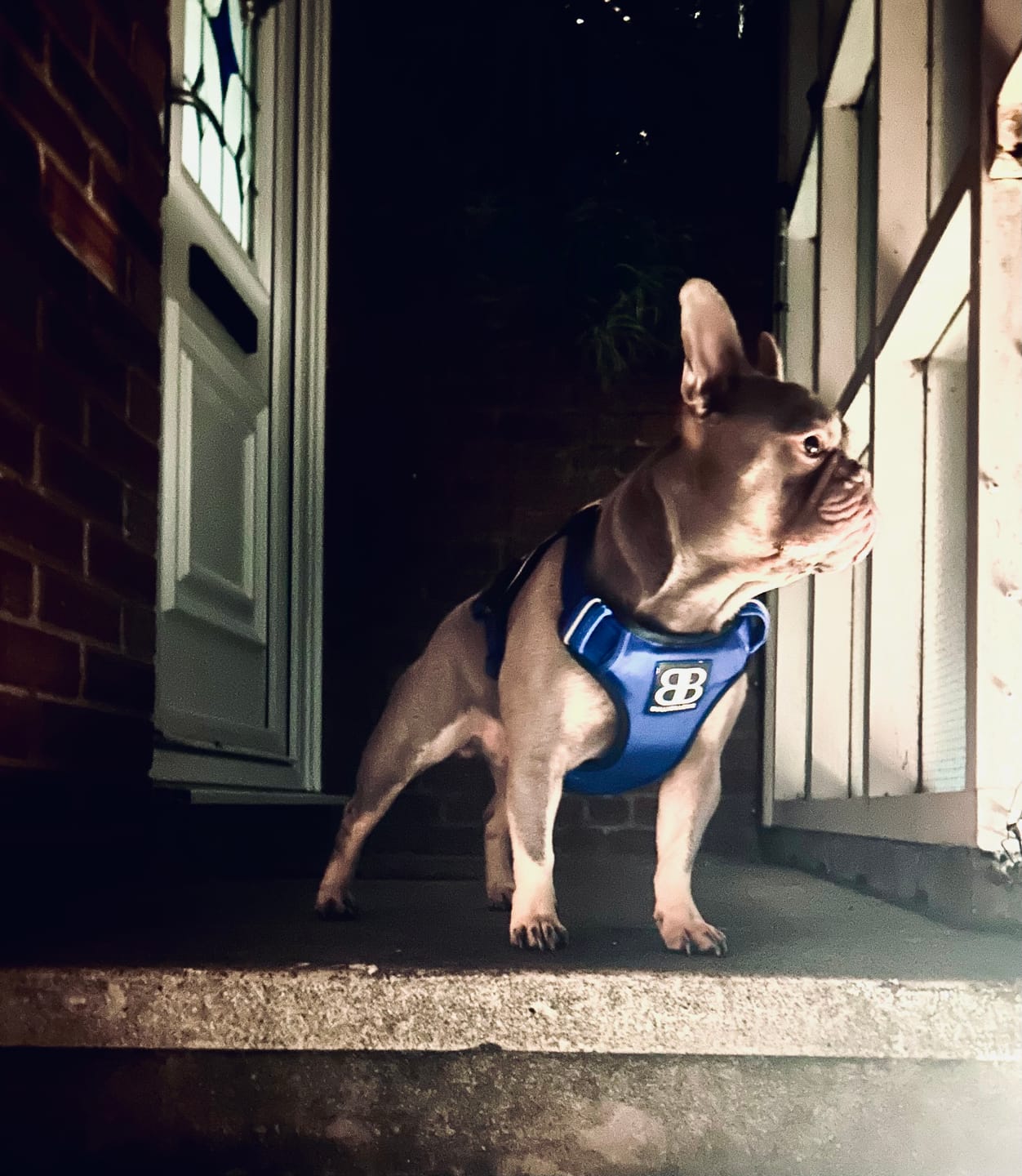 Customer photo review of Comfort Premium Harness | Non Restrictive - Blue