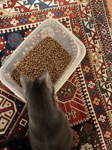 Photo d'un client montrant un chaton gris regardant un récipient plein de croquettes pour chaton sans céréales.
