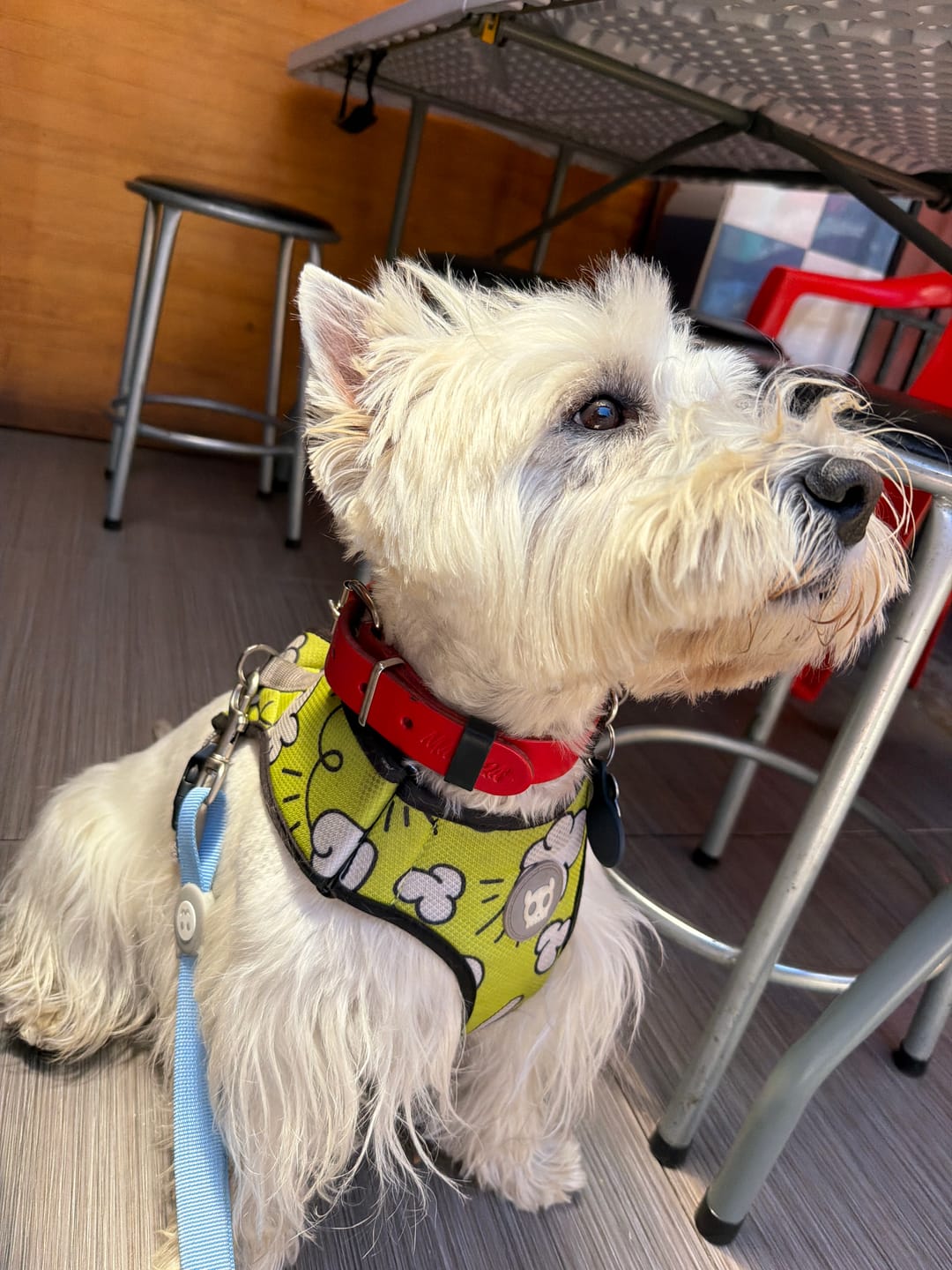 Customer photo review of Collar Duke Rojo/Negro