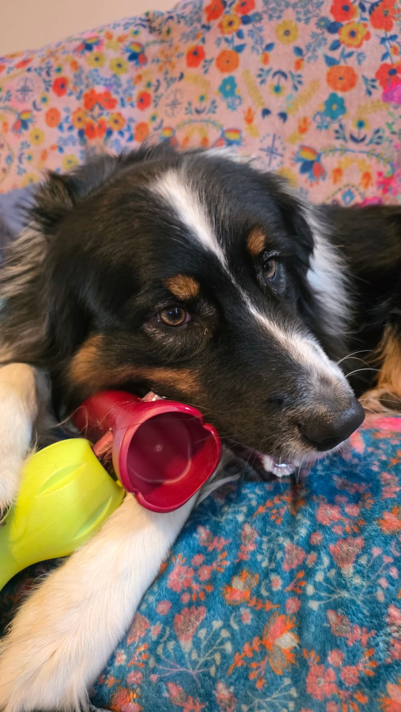 Customer photo review of 12 Inch Power Bully Sticks