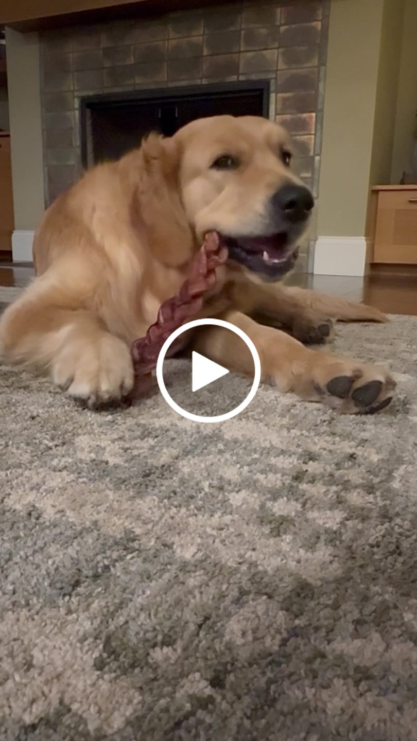 Customer video review of 12 Inch Jumbo Braided Bully Stick
