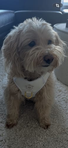 Customer photo review of Mystery Box - Dog