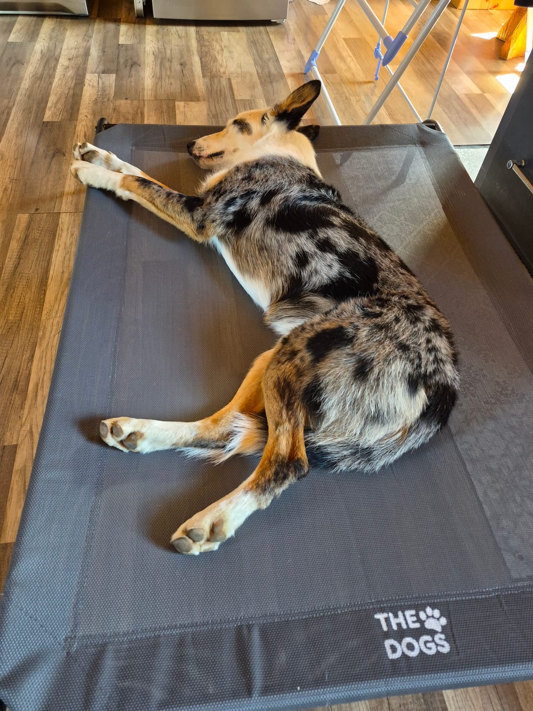 Customer photo review of Cama Elevada THE DOGS: Frescura y Ventilación