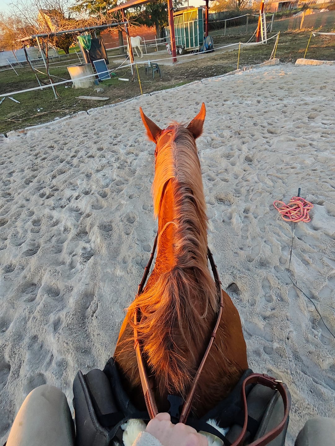 Customer photo review of Soft leather reins