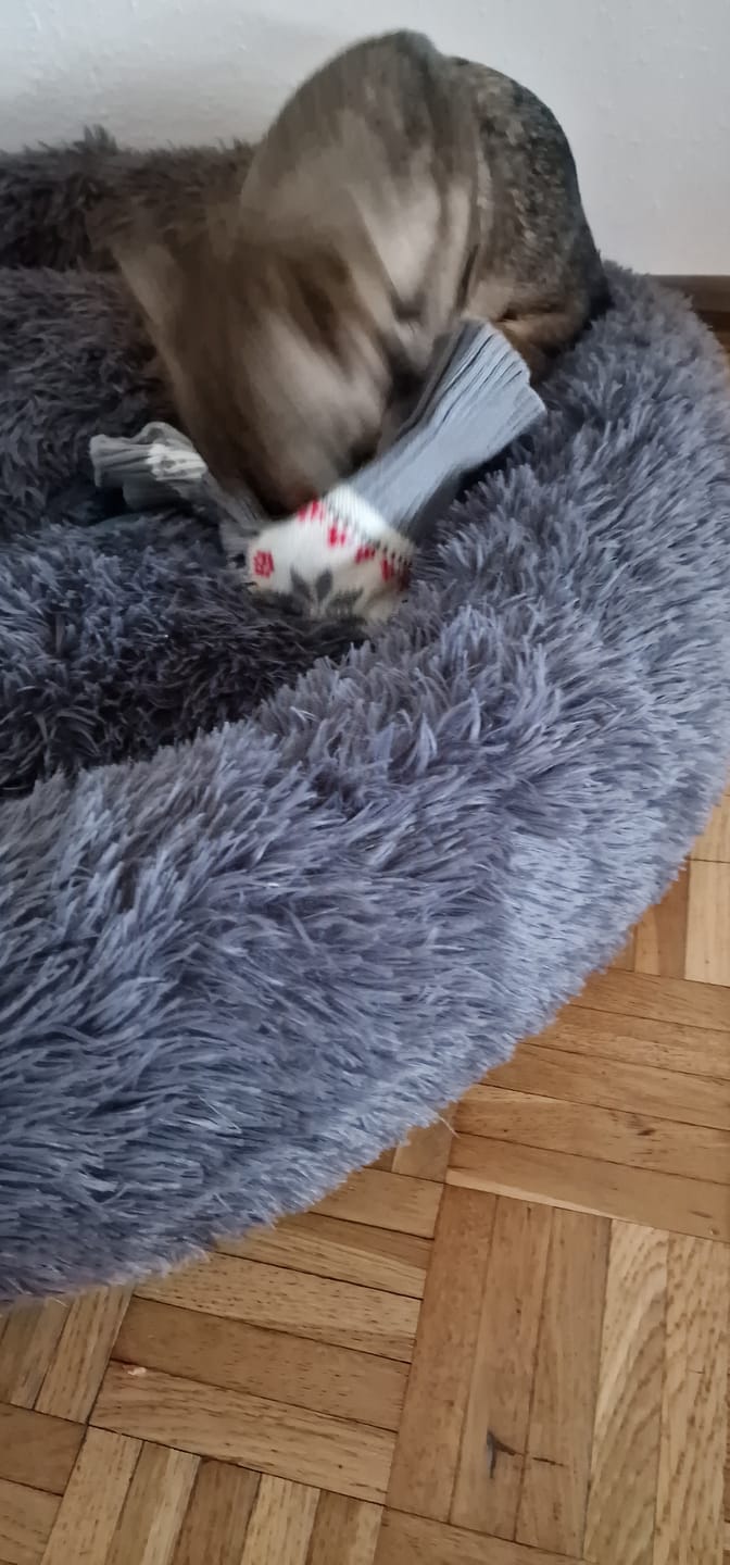 Customer photo review of Belune® Hundebett mit waschbarem Bezug