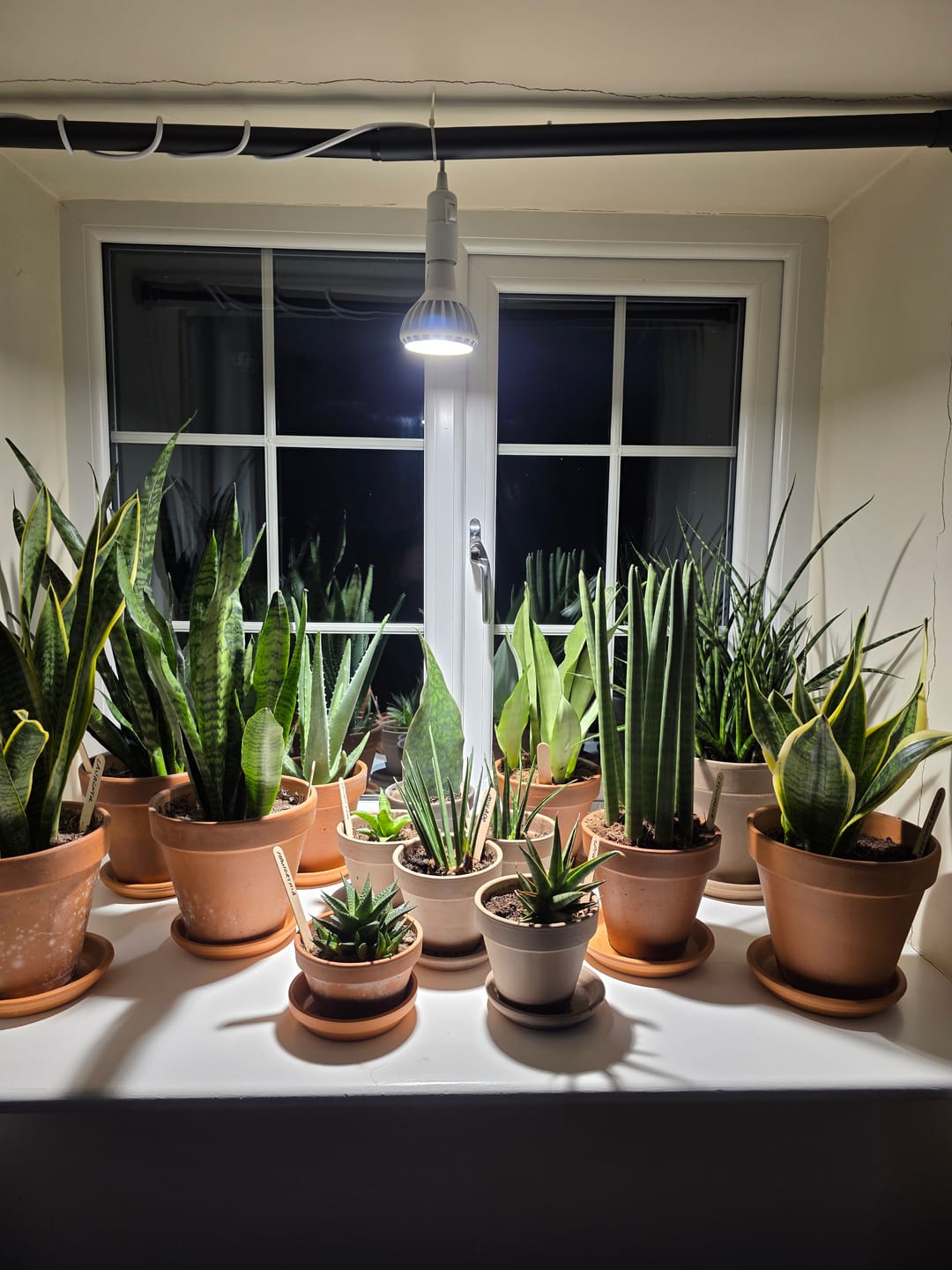 Customer photo review of Pianta Grow Light and Enna Plug-in Ceiling Pendant Bundle