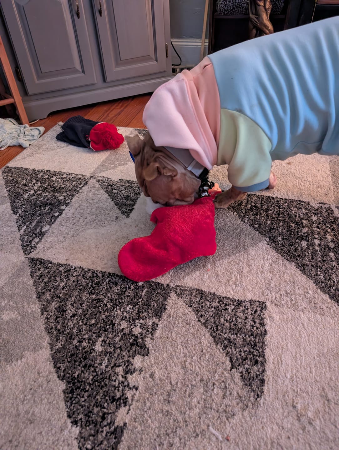 Customer photo review of Jelly Bean Dog Hoodie