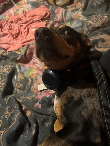 Customer photo review of Houndware 2-in-1 Pro Anti-Bark & Remote Training Collar