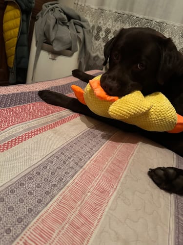 Customer photo review of Duck™ - Il Pupazzo Indistruttibile