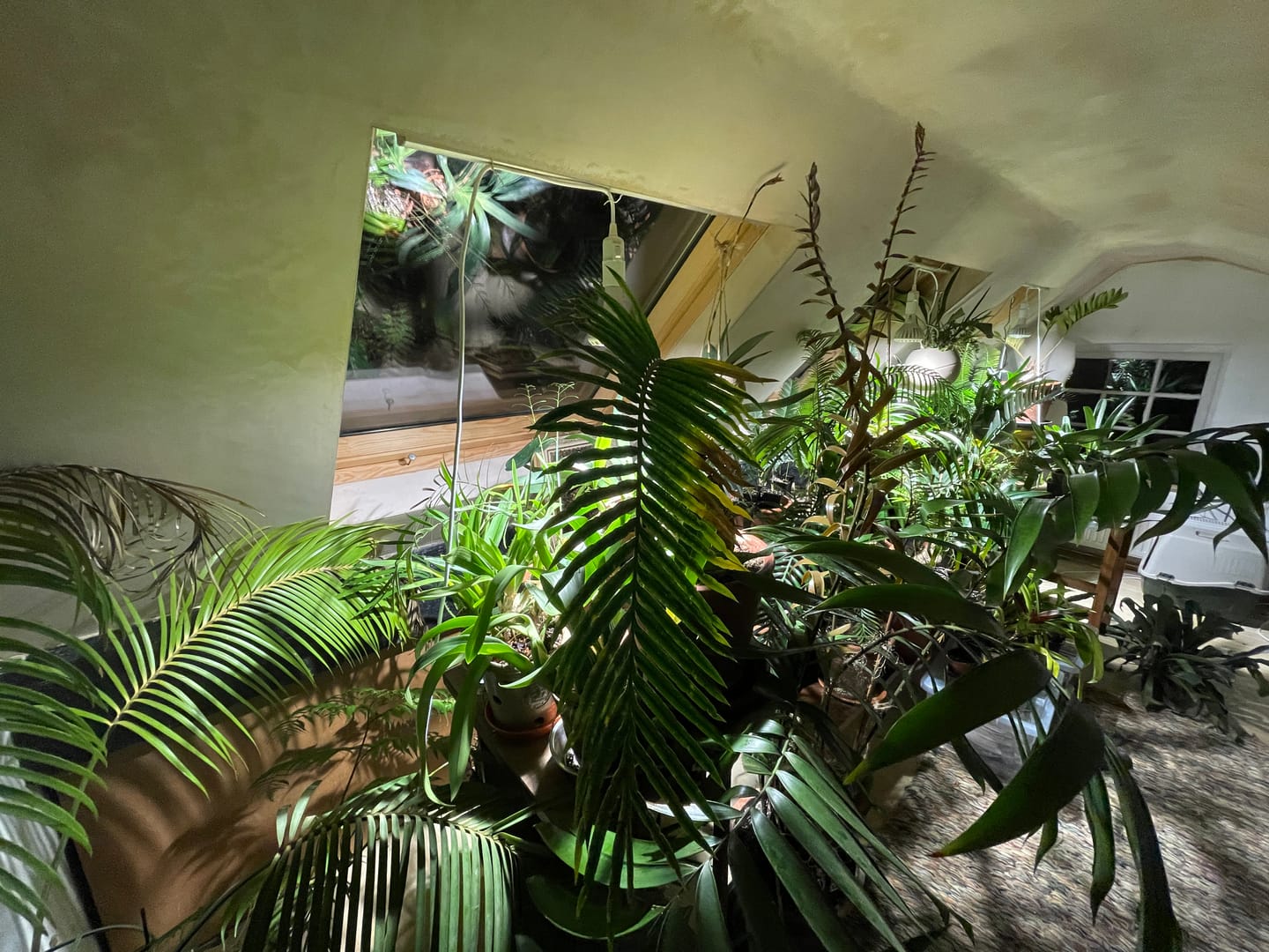 Customer photo review of Pianta LED Grow Light 3-Pack bundle