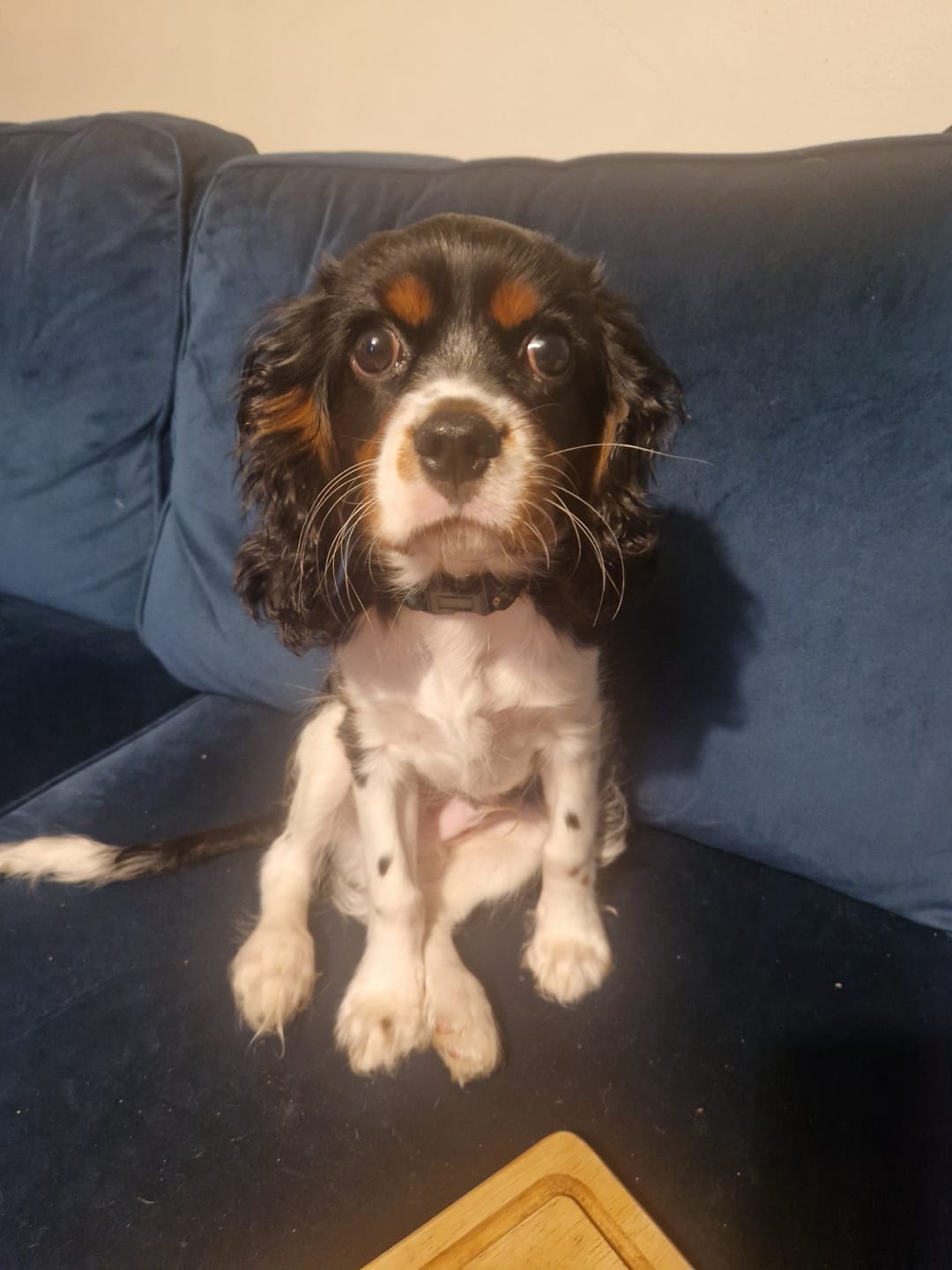 Customer photo review of Bit of a pr**k collar