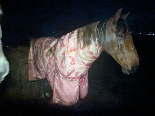 Customer photo review of NEW Country Star Turnout Rug