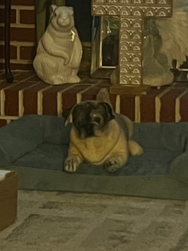 Custom Petslify plush reviewed by Margie P., handmade replica of their pet