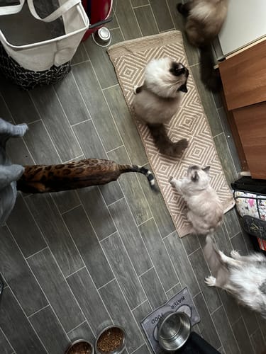 Customer photo review of 1 Month Supply – 3 Cat