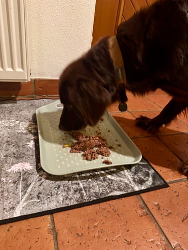 Customer photo review of Frischfutter für Energiebedarf von 926 kCal/Tag