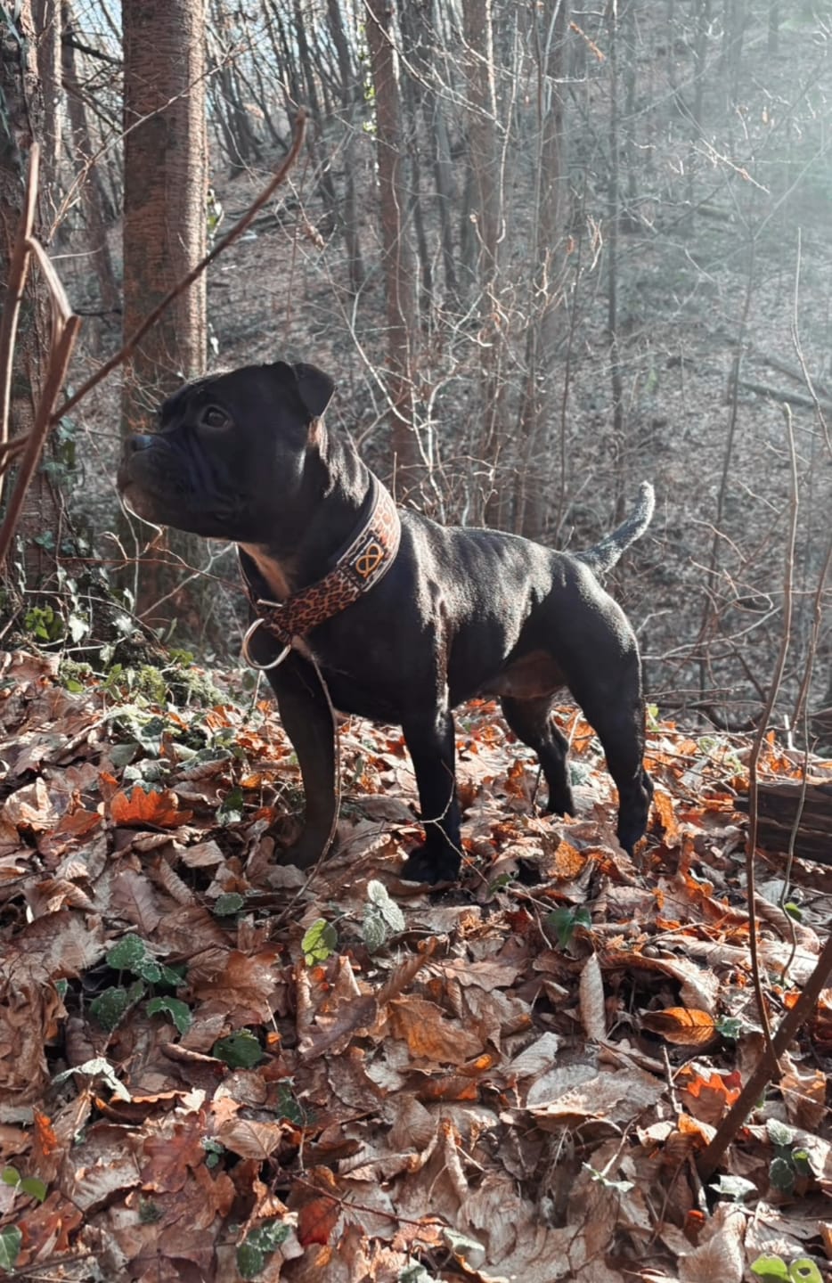 Customer photo review of Staffordshire Bull Terrier 1935® Martingale Collar - Leopard