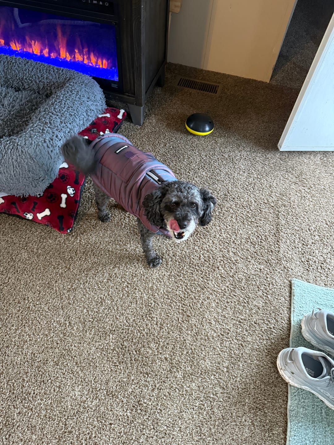 Customer photo review of WarmShield Water-Resistant Jacket - Cosmic